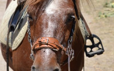 C&rsquo;est la rentrée des classes et des poneys…